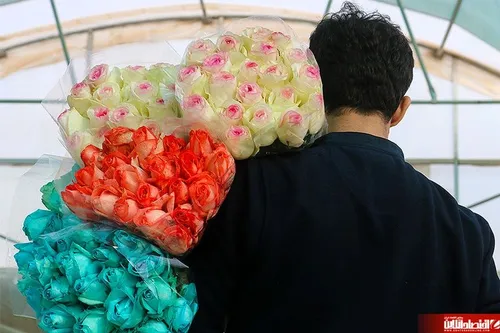 برداشت گل رز در سبزوار - با برداشت روزانه بیش از یک هزار 