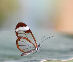 پروانه ی زیبا
