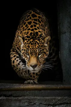 #Leopard