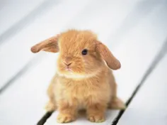 خرگوش گونه لوپ ... دوست داشتنی