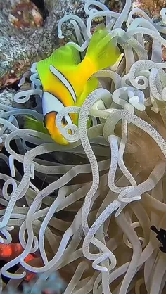 شقایق شاخک دراز long tentacle anemone یا شقایق دریایی شاخ