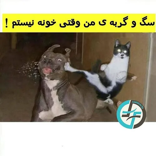 گربه سگ dogvscat cool petfarsifacts