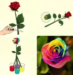 اگه عاشق گل هستین بخونین ساقه یک گل رز را به صورت عمودی ب