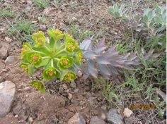 نمونه ای از گلهای صحرایی طالقان- نزدیک بزج
