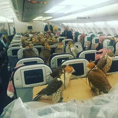 شاهزاده عربستانی برای ۸۰ شاهین خود ۸۰ بلیط هواپیما خرید😐