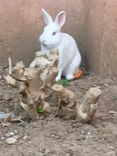 ببینین این خرگوش کیوت رو