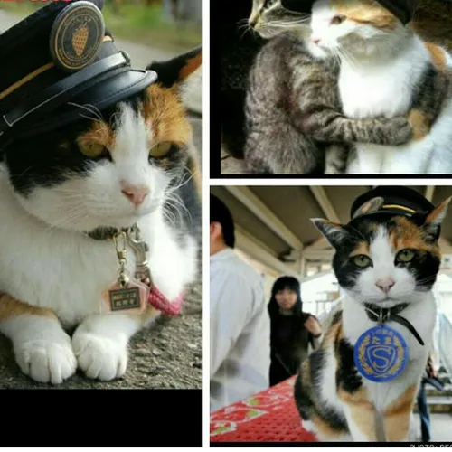تاما گربه ای که در ایستگاه قطاری در ژاپن زندگی میکرد و با