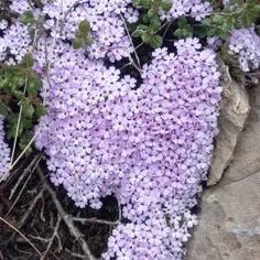 #گلهای طبیعی قله‌های زیبای دنا زاگرس مرکزی 🤲🤲🤩😍😍🤩❤️❤️