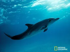دلفین‌ها آب دریا را نمی‌نوشند، چون آب دریا می‌تواند موجب 