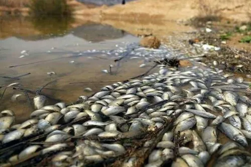 مرگ ماهی ها به علت الودگی اب