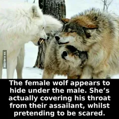 گرگ ماده ظاهرا خودش را زیر گرگ نر قایم می کند، ولی در واق