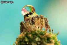 عنکبوت کوچکی که از قطره آب به عنوان کلاه استفاده می کند