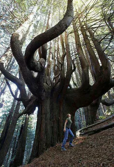 جنگل enchanted کاليفرنيا!  برگرفته از پيج شگفت انگيزهاى ج