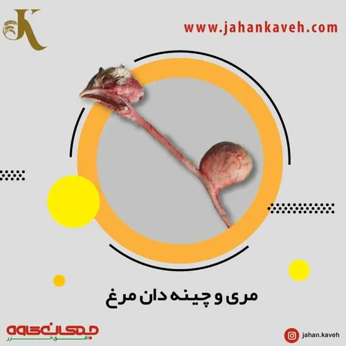 آشنایی با مری و چینه دان مرغ