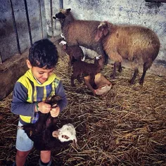 A little boy playing with a lamb in a fold. #Babol, #Maza