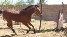 حنانه زیباترین اسب عربی در جهان