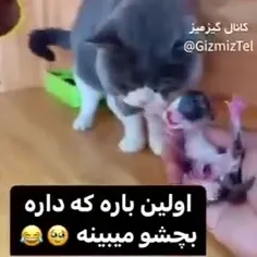 یکی بیاد بحرفم 😁