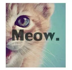 ✘✔ #meoWwww ✔✘