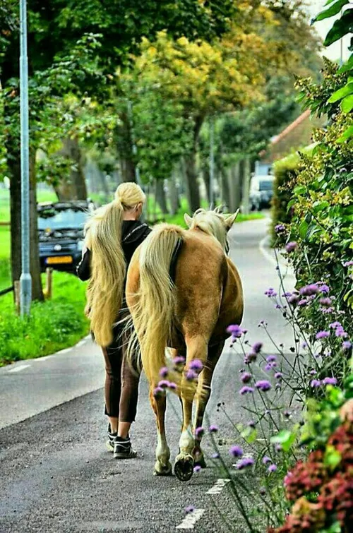 به این میگن دم اسبی