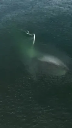 نهنگان بی‌دندان Balean whales یکی از دو زیرراسته‌ آب‌بازس