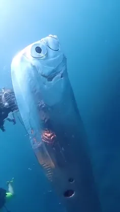 پاروماهی Oarfish ماهی‌ بزرگ، تا حد زیادی دراز است، که در 