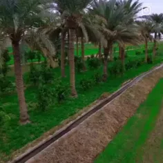 خرما.خوشمزه.گرمسیره...@
