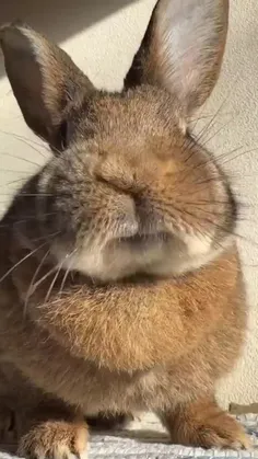 سلام خرگوش کپل 😃
