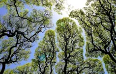 ‏پدیده‌ی عجیبی به (Crown shyness - خجالت شاخه‌ای) که درخت