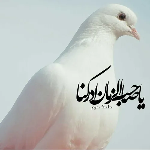 اللهم عجل لولیک الفرج🙏🏾🌹🍃