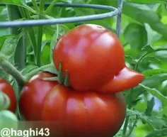 اینم گوجه فرنگی ، شکل مرغابیه😊🧐