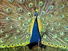 معرفت در گران است به هرکس ندهند... پر طاووس قشنگ است به ک