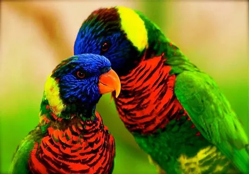 پرندگان و هارمونی رنگها