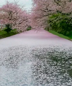 شکوفه های گیلاس , پارک هیروساکی ژاپن