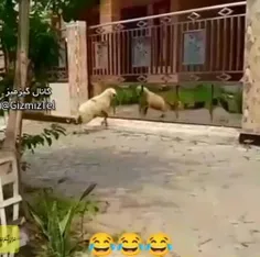 روایت یک خود درگیری😂😂😂