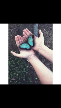 # butterfly
