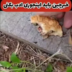 این داستان مورچه فضول😁😁