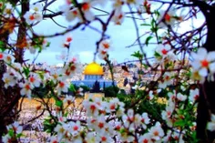 جمیلة یا زهرة المدائن😿 🌷 #قدس #فلسطین #القدس_عاصمة_فلسطین
