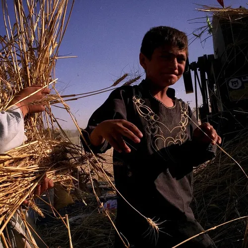 The wheat fields of Gurbuz District in Khost Province are