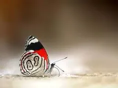 پروانه 