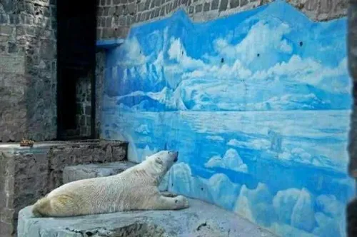 این خرس قطبی هم چون در باغ وحش افسرده شده براش قطب رو نقا