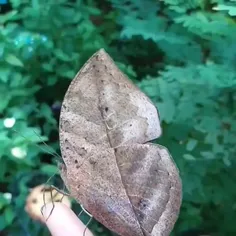 برگ بلوط نارنجی Orange oakleaf، برگ بلوط هندی یا برگ مرده