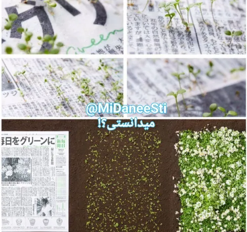 بعداز خواندن روزنامه ژاپنی میتوانید ورق های آن را در باغچ