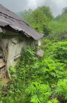 طبیعت