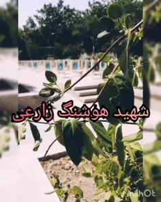 شهید هوشنگ زارعی