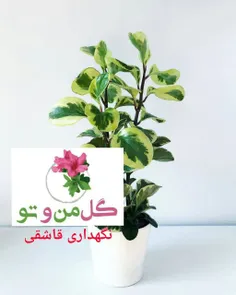 #قاشقی از گل های همیشه سبزی که برگاش مثل قاشق میمونه