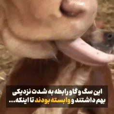 آخی سگ چجوری گریه میکرد🤧