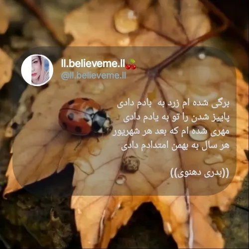 🌱🍒برگی شده ام زرد به  بادم دادی