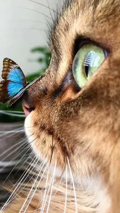 #butterfly #cat #گربه #حیوانات