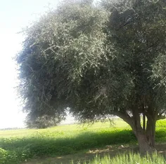 جمعه که بیاید