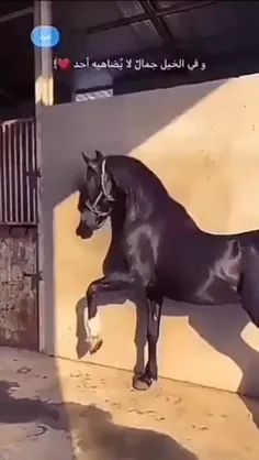 اسب عرب سیاه